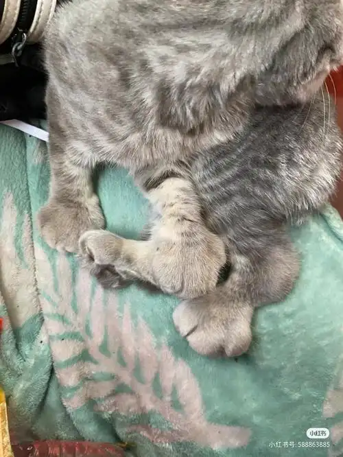 为什么不推荐养折耳猫以及折耳发病有多严重