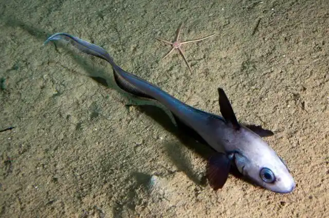 「专题」你所不知道的海洋-哈迪斯带(hadalpelagic zone)