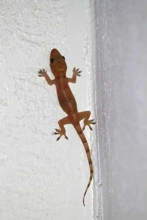 蜥蜴目·壁虎亚目·壁虎科·壁虎属:壁虎