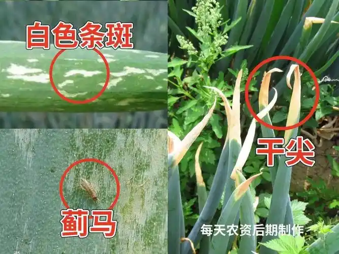 (部分图片来源:5龄虫老关)后期,蓟马会导致大葱叶片出现大片枯萎变黄