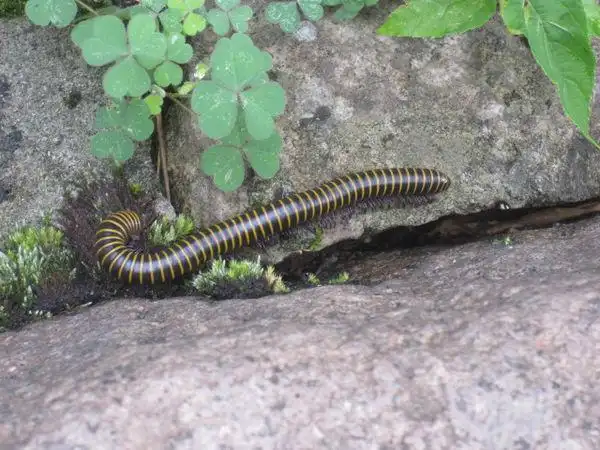 问问这是什么虫