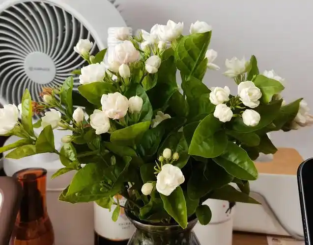 茉莉花才种怎么养2