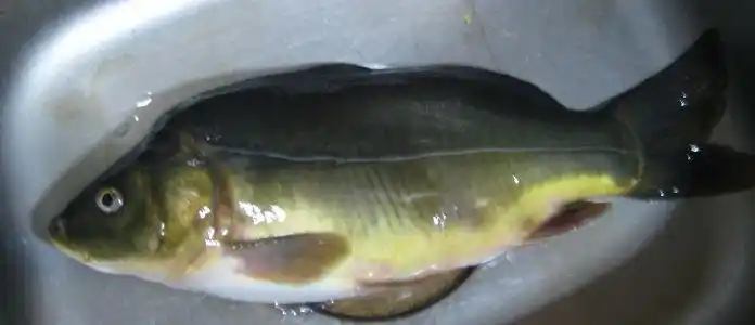 这是什么鱼?没有鳞