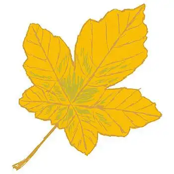 黄叶,素描,卡通,插画