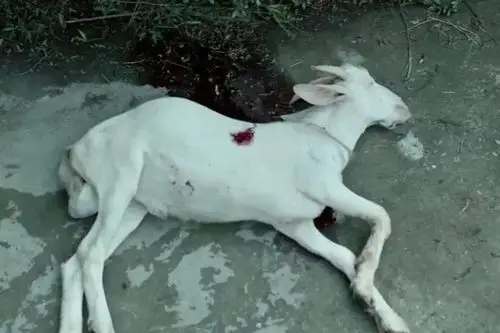 电影中,羊的形象多次出现,代表了"替罪"和"赎罪"两重含义