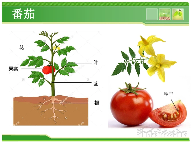 第1节植物体的组成课件31张ppt