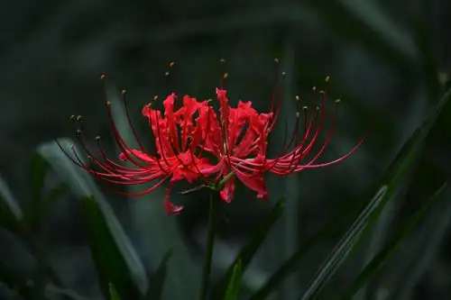 曼珠沙华花 (石蒜科)