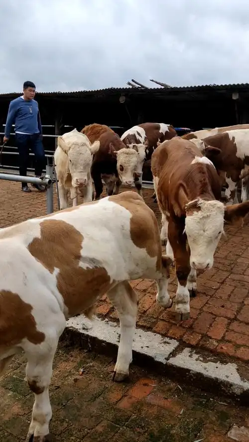 东北吉林精品西门塔尔育肥公牛