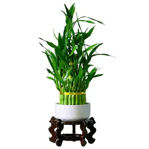 节节高竹塔富贵竹水培植物花卉水养室内办公室小绿植竹子盆栽包邮