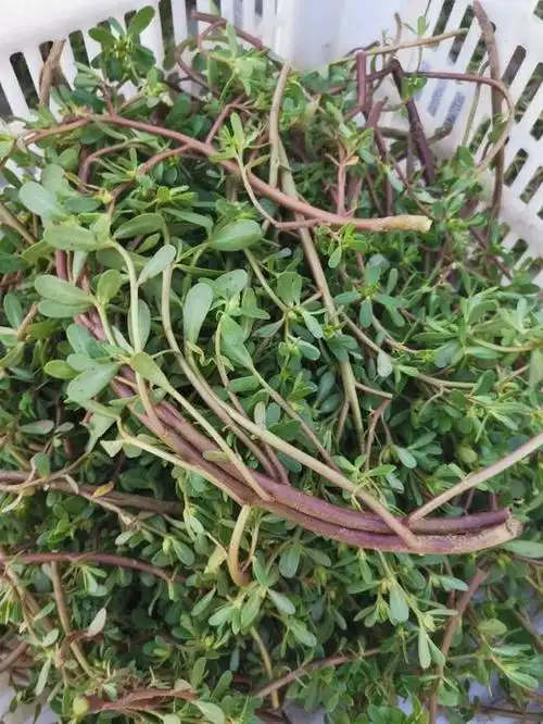 马齿苋(马齿苋晒干了有功效吗) - 0415花卉网