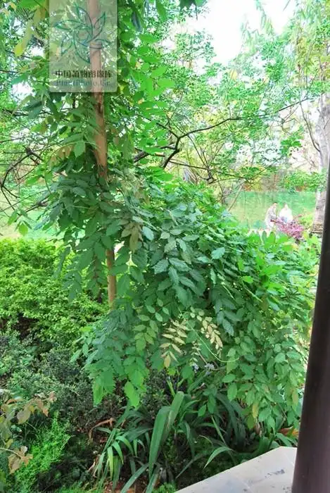 紫藤树中的兰钻藤的叶子是什么样子的?