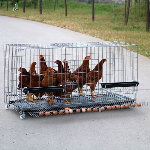 蛋鸡笼自动滚蛋鸡笼折叠母鸡笼家用养殖鸡笼子生蛋鸡笼可代发