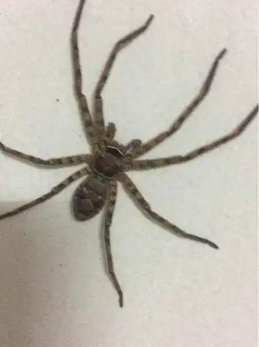 比平常家里看到的蜘蛛要大得多!