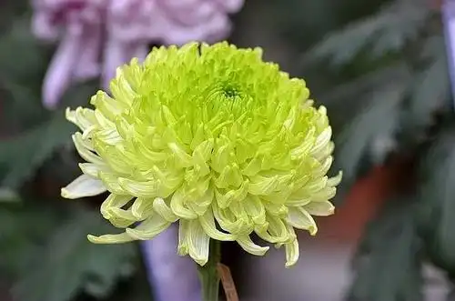 山东:济南万盆菊花泉城争鲜斗艳 菊展主打节俭牌 - 植保 - 中国园林网