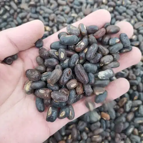 鸡冠刺桐种子林木种籽国产散装四季多年生景观家庭园艺种子