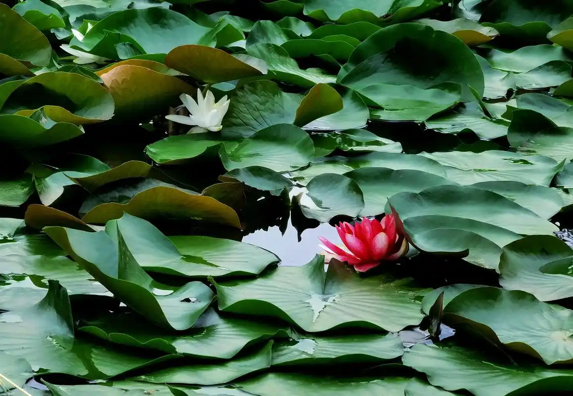夏日睡莲开 乐山白岩竹溪文化公园内绿树成荫,处处是风景 池塘 - 抖音