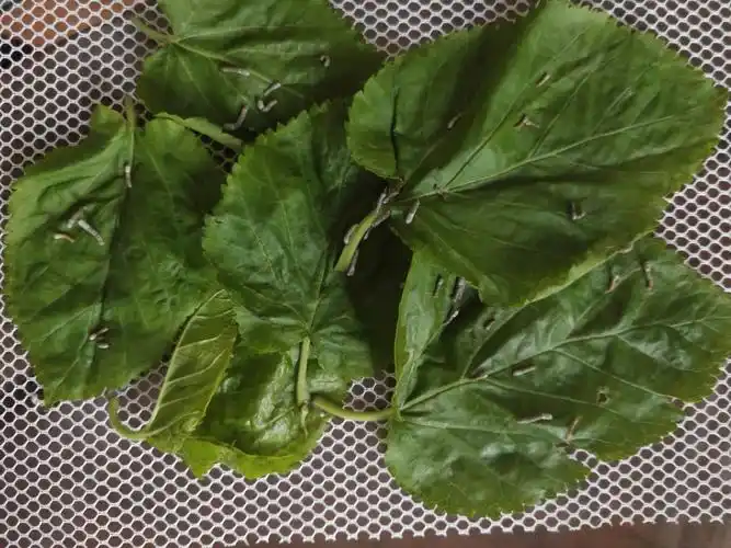 看,我的蚕宝宝小时候的样子