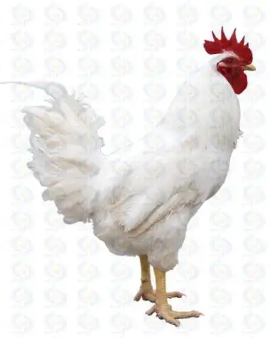 密切关注白羽鸡自述