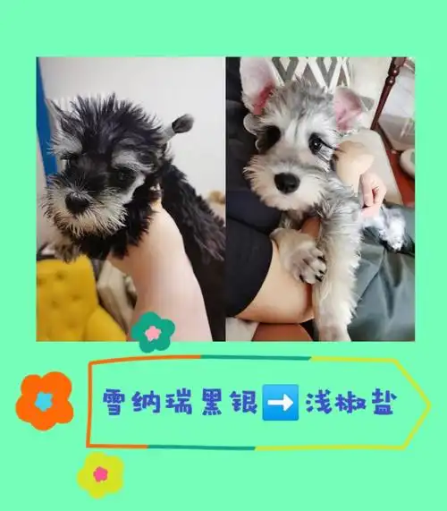 雪纳瑞黑银79浅椒盐毛色变浅过程