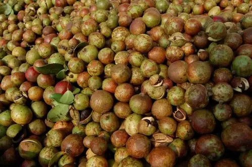 宝生缘油茶果成熟季,看大家都在忙碌什么?