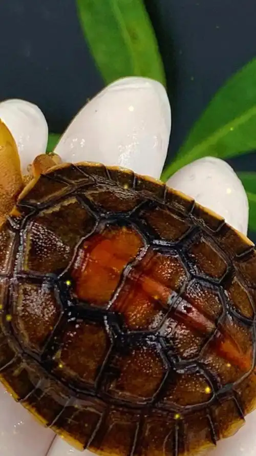 养龟人的终极目标之一.金头闭壳龟