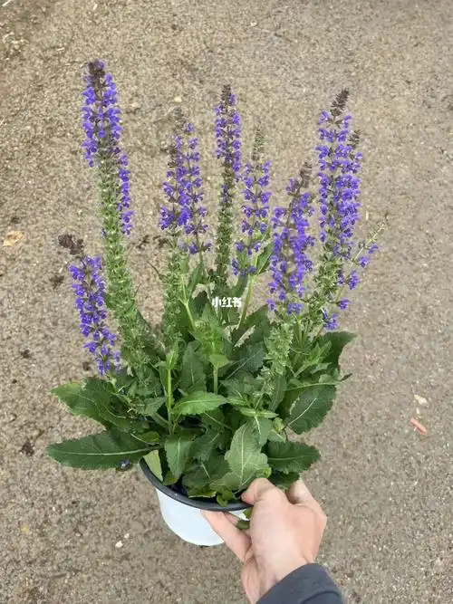 150四月夜鼠尾草15一盆,需要私7715 #花草 #园艺 #花园改造