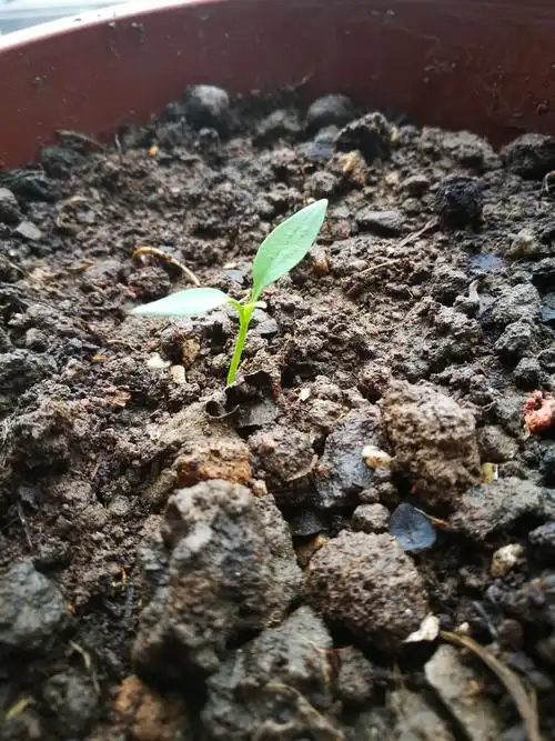 过了几天辣椒破土而出发芽了,露出了小小的芽,小芽就像一位坚挺的