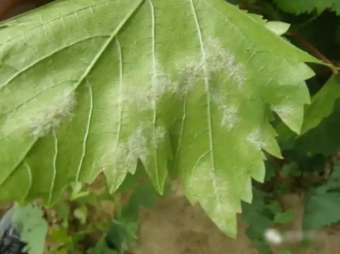 进入雨季,葡萄霜霉病不可忽视