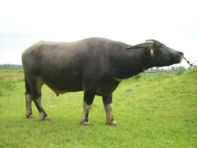 江淮水牛词条图册_百度百科
