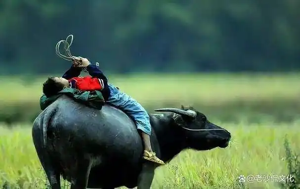 10首经典牧童诗词,充满童真童趣,写尽无忧无虑,读后令人羡慕