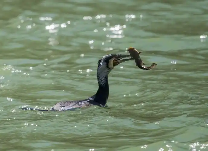 【原创摄影】敬重自然 敬偎生命(3)虫鱼鸟兽篇
