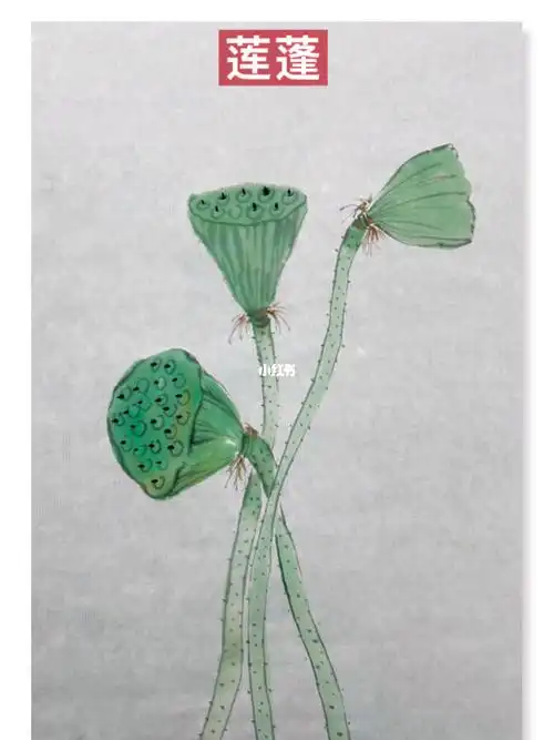 国画很简单,也很有趣,没骨法的莲蓬画法学会了吗?