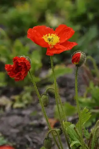 [百花争艳] 虞美人花