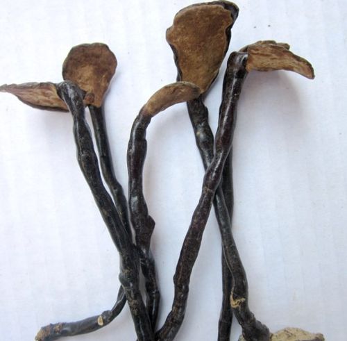 云南深山老林深处野生竹灵芝 长脚灵芝 小红灵芝 紫灵芝500g