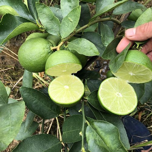 三得农  柠檬苗 小柠檬树苗  四季香水柠檬 无籽青柠檬 盆栽庭院种植