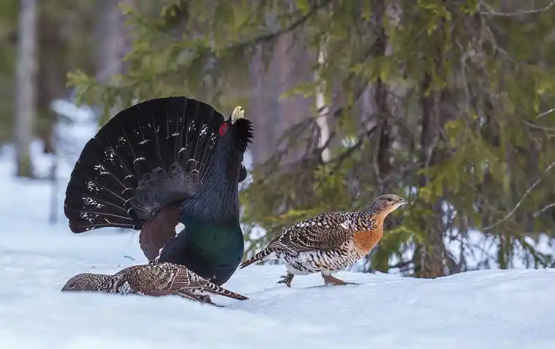 正在"表演"的西方松鸡