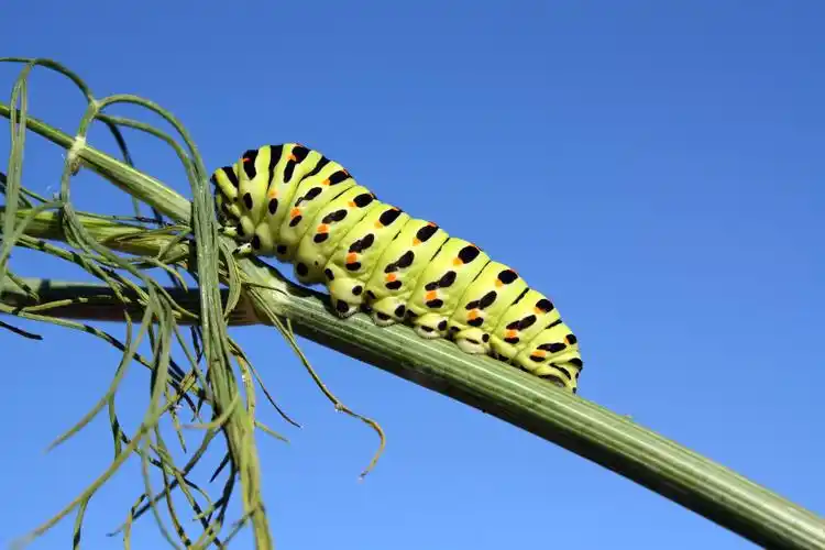 毛虫特写图片昆虫毛虫