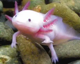 奇特金色六角龙鱼:四只脚头上长六角(图片)