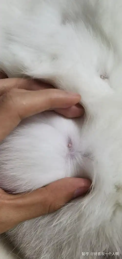 怎么判断母猫有没有怀孕?