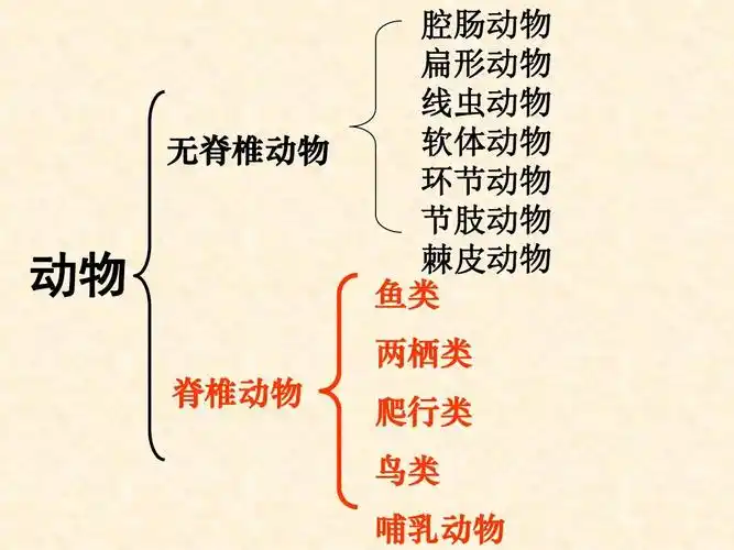 免费文档 所有分类 第4节动物的主要类群ppt 第5页 (共68页,当前第5页