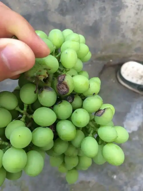 防止雨水溅到表面二葡萄烂果有什么防治措施 1黑腐病 1清除越冬病源