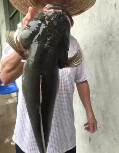 笋壳鱼,学名尖塘鳢鱼,原产于东南亚以及澳洲大陆地区.