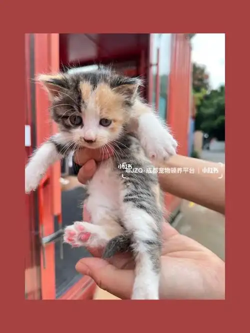 两只招财三花猫和一只小奶牛寻爱心主人领养