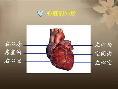 心脏的外形 右心房 房室沟 右心室 左心房 室间沟 左心室
