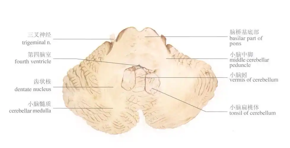 小脑的内部结构(横切面)