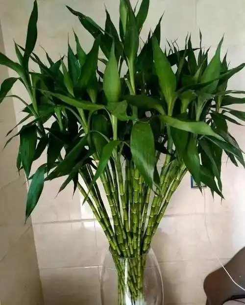 不要迷信,只要你喜欢,想养几根养几根|绿植|植物|竹子_网易订阅