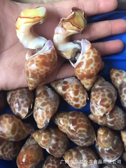 冷冻花螺 花斑螺 广州批发花螺冷冻海螺短尾花螺麻辣花螺