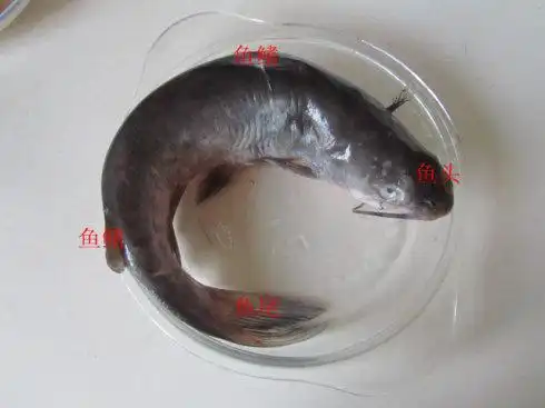 正确区分鮰鱼与鲶鱼----蒜香鮰鱼