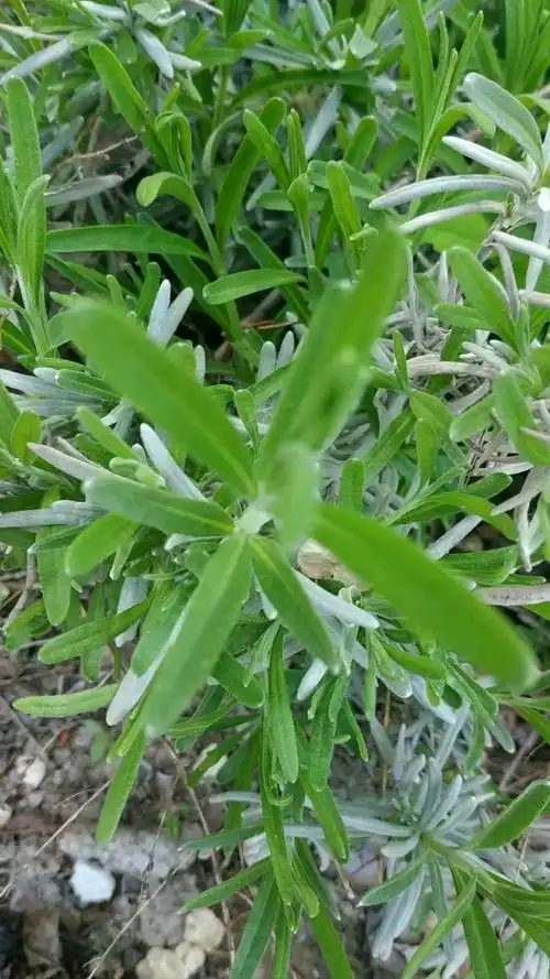 薰衣草,渐渐返绿啦.叶子也很香很香.