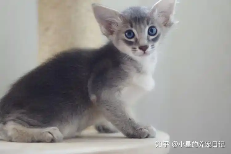 geigei是个菇凉东方长毛猫